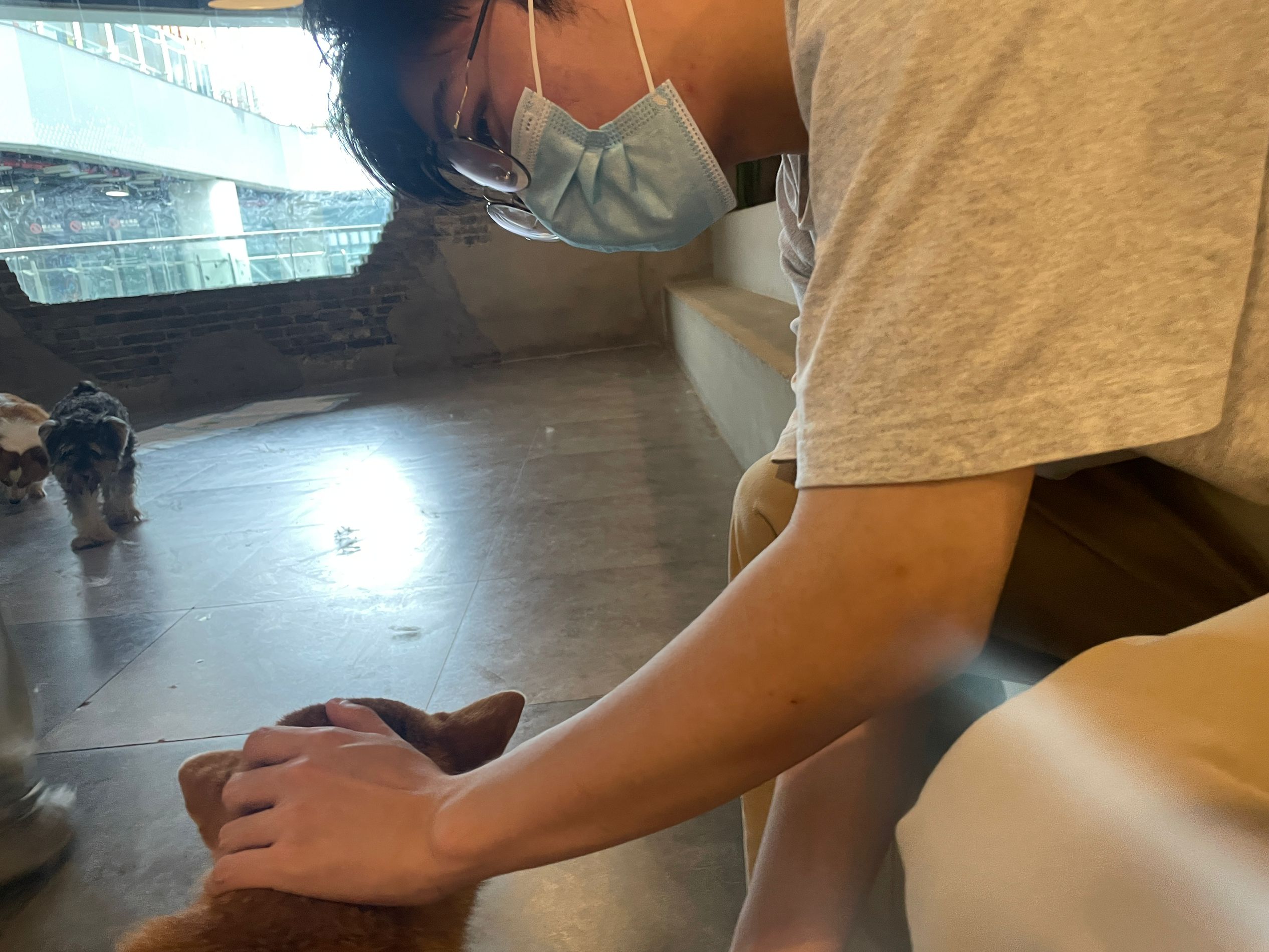 可爱狗狗